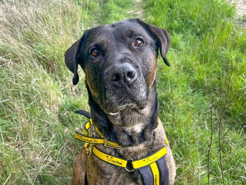 Maximus, male 6yo Mastiff for adoption at Dogs Trust Basildon, Wickford