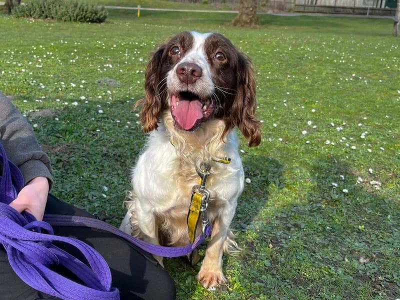 Daniel,  (Dogs Trust Canterbury)