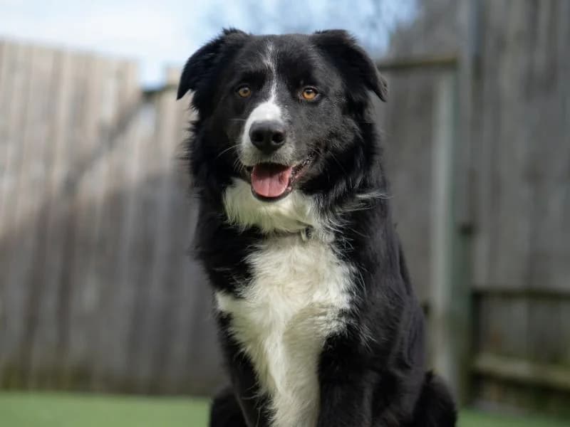 JJ, Border Collie (Dogs Trust Kenilworth)