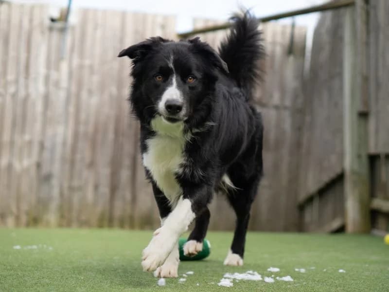 JJ, male young Border Collie for adoption at Dogs Trust Kenilworth, Kenilworth