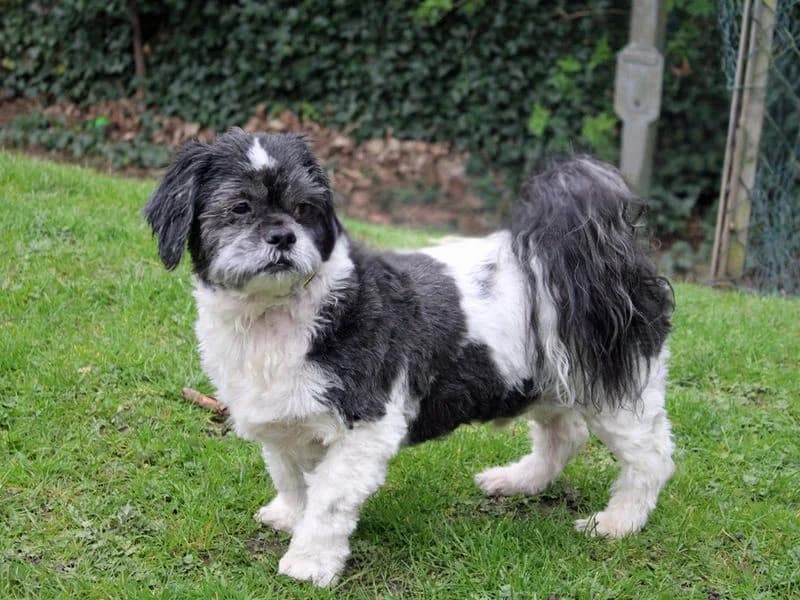 Blaze, male senior Shih Tzu for adoption at Dogs Trust Merseyside, Liverpool