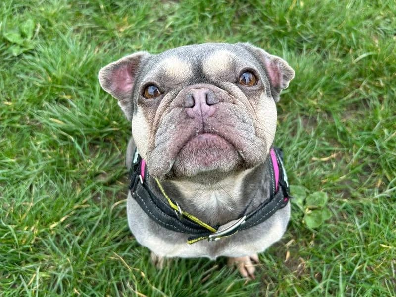 Ginny, female 5yo English Bulldog for adoption at Dogs Trust Shrewsbury, Telford
