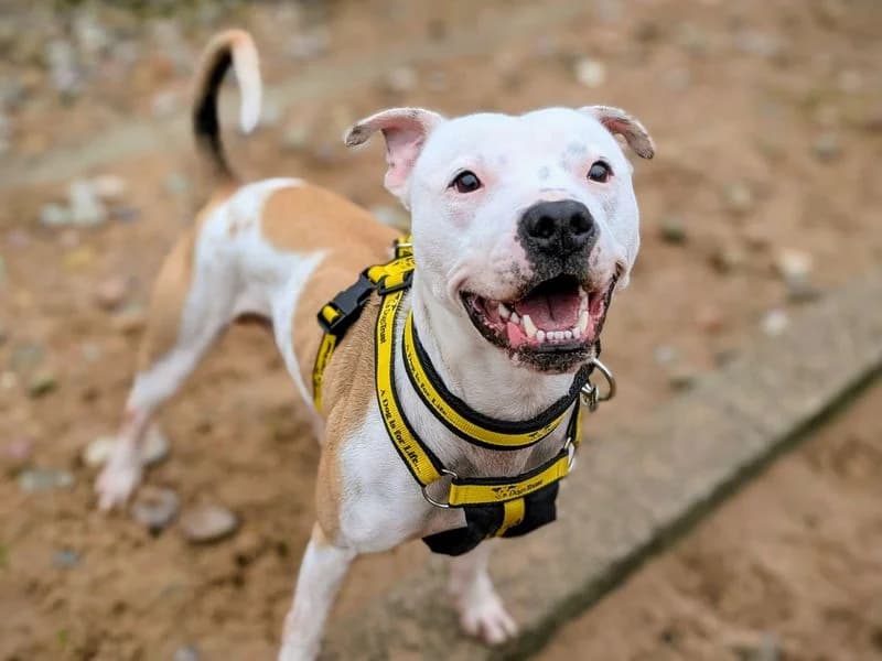 Bruno, male 5yo Staffordshire Bull Terrier for adoption at Dogs Trust Cardiff, Cardiff