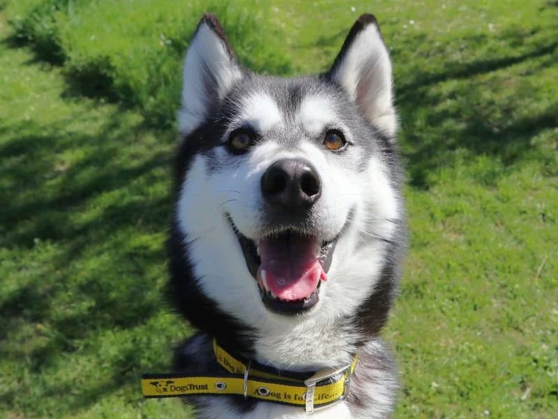 Kalongi, male 4yo Husky for adoption at Dogs Trust Harefield, Harefield