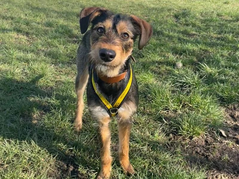 Feathers, unknown female mixed breed for adoption at Dogs Trust Shrewsbury, Telford