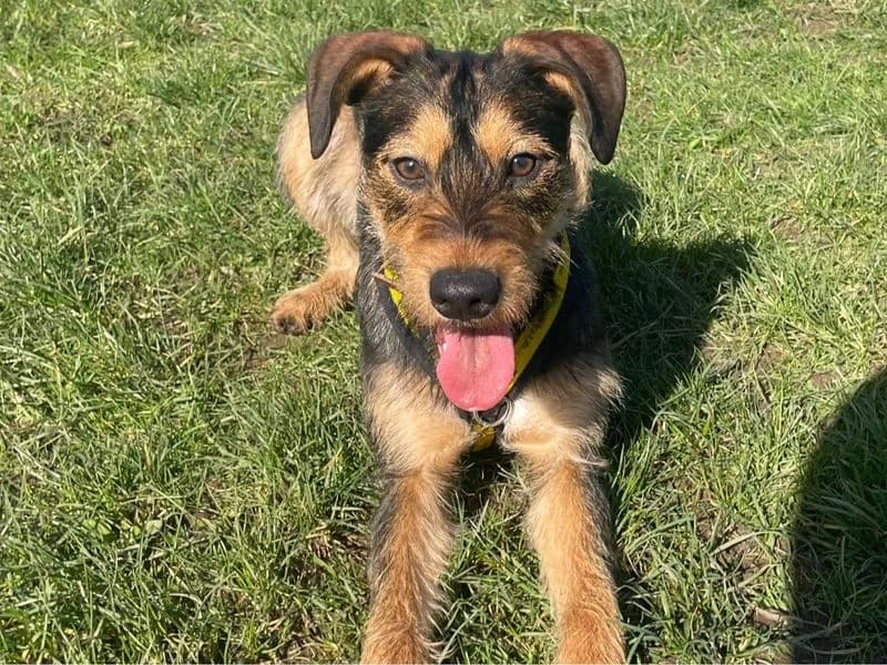 Feathers, female puppy mixed breed for adoption at Dogs Trust Shrewsbury, Telford