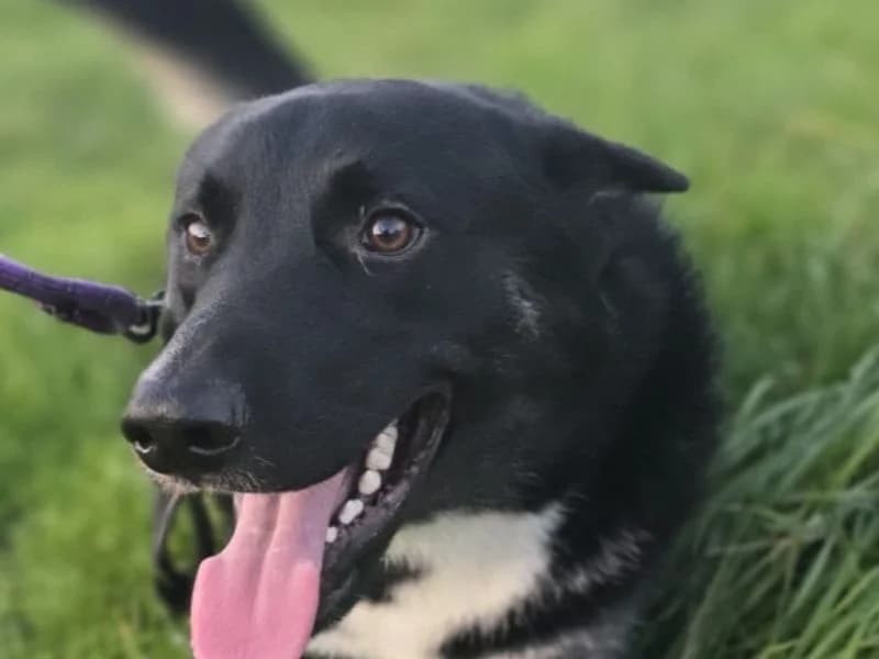 Alfie,  (Dogs Trust Salisbury)