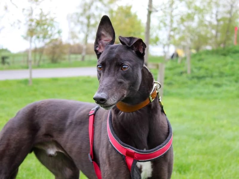 Knox, male 4yo Greyhound for adoption at Dogs Trust Darlington, Sadberge