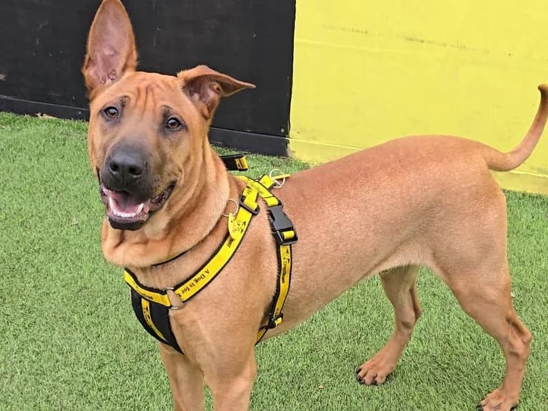 Mallow, Shar Pei (Dogs Trust West Calder)