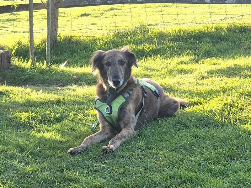 Teddy, male senior Greyhound for adoption at Dogs Trust Shoreham, Shoreham by Sea