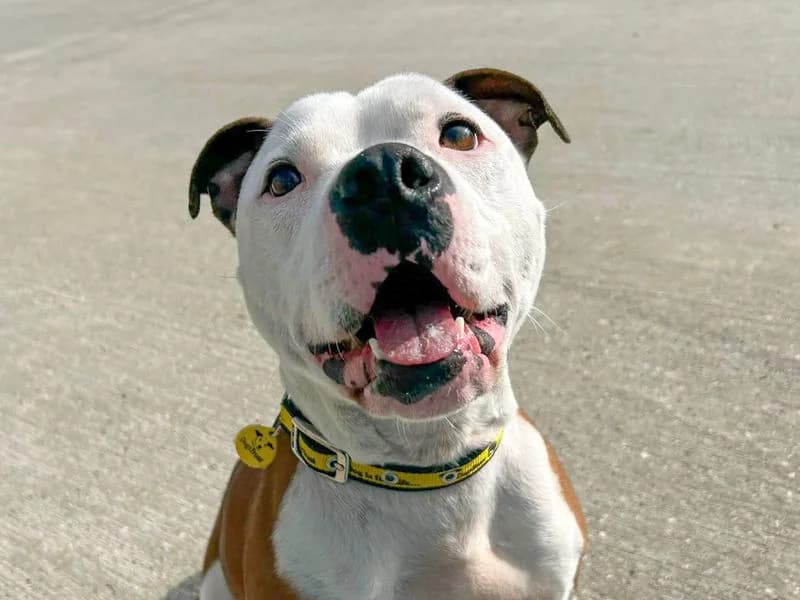 Leon, male 4yo Staffordshire Bull Terrier for adoption at Dogs Trust Basildon, Wickford