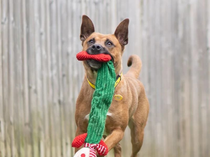 Lana, female young Belgian Malinois for adoption at Dogs Trust Kenilworth, Kenilworth