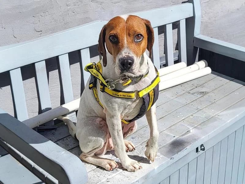 Latte, female 3yo mixed breed for adoption at Dogs Trust Basildon, Wickford