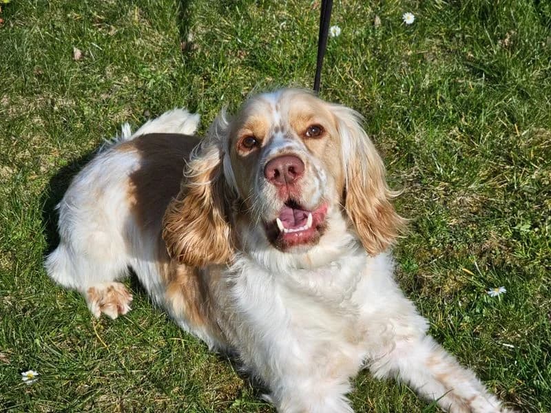Bailey, male young Cocker Spaniel for adoption at Dogs Trust Evesham, Evesham