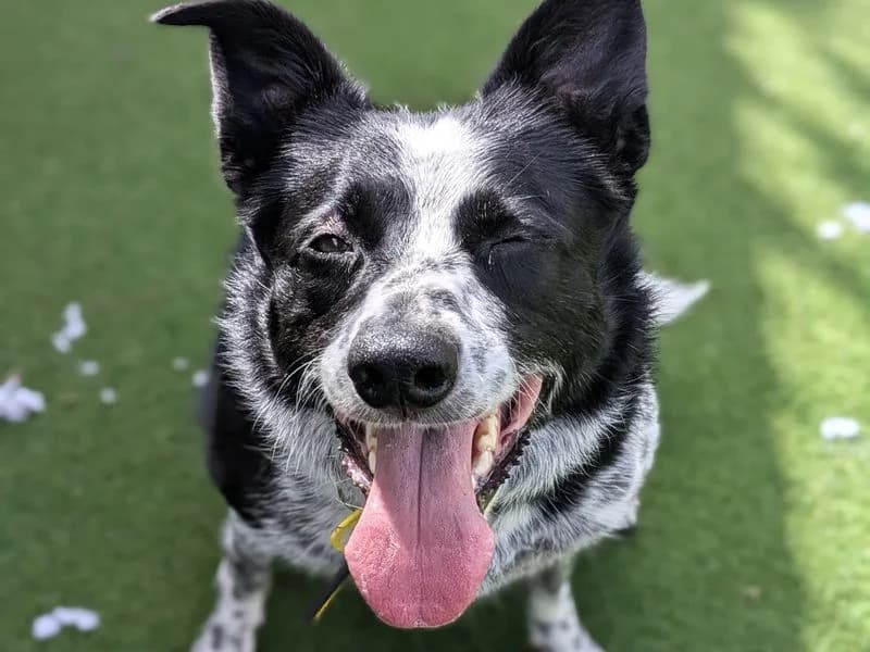 Hope, female 5yo Border Collie for adoption at Dogs Trust Shoreham, Shoreham by Sea
