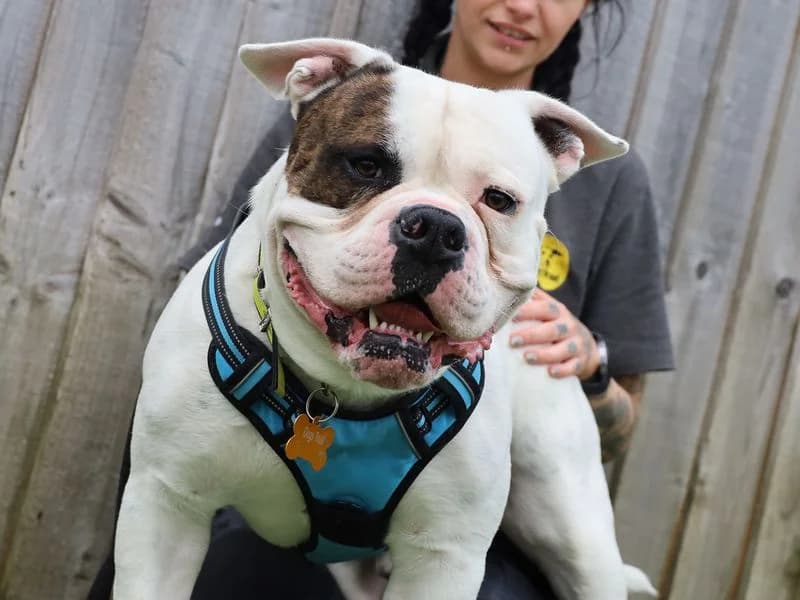 Bailey, male young English Bulldog for adoption at Dogs Trust Leeds, Leeds