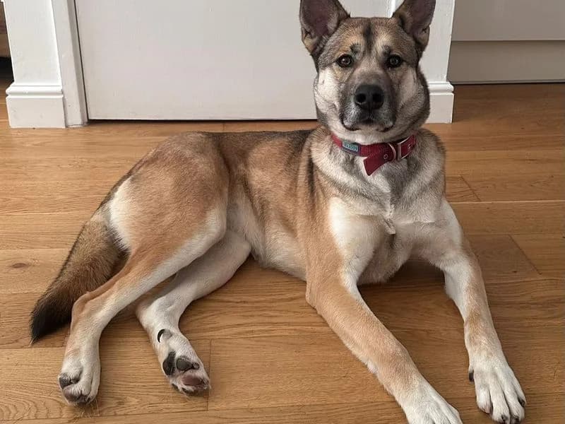 Cleo, female young Husky for adoption at Dogs Trust Manchester, Manchester