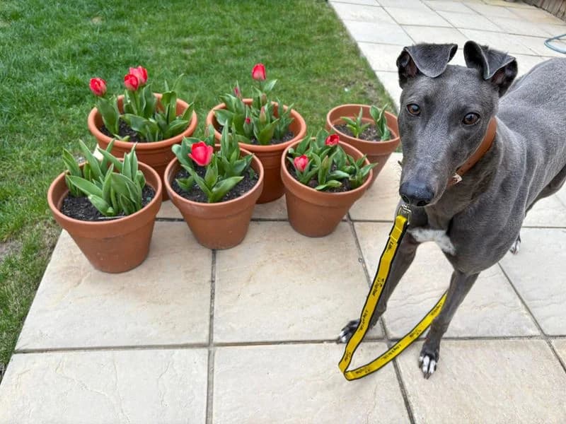 Rosa, female young Greyhound for adoption at Dogs Trust Basildon, Wickford