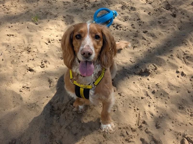 Murphy, male 4yo Cocker Spaniel for adoption at Dogs Trust Ilfracombe, Ilfracombe