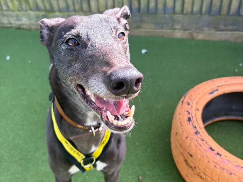 Madge, female 7yo Greyhound for adoption at Dogs Trust Shoreham, Shoreham by Sea