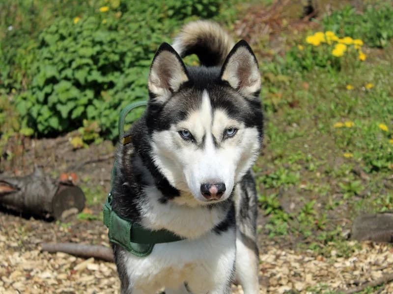 Diesel, male 6yo Husky for adoption at Dogs Trust Merseyside, Liverpool