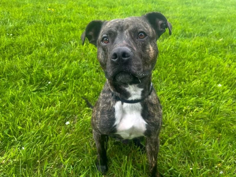 Dougie, male 3yo Staffordshire Bull Terrier for adoption at Dogs Trust Darlington, Sadberge