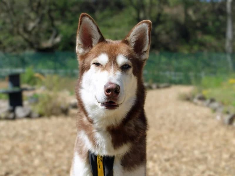 Otys, male young Husky for adoption at Dogs Trust Merseyside, Liverpool