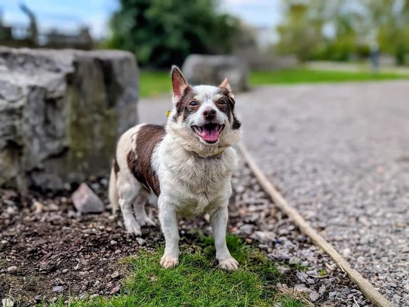 Samkiel, male senior Jack Russell Terrier for adoption at Dogs Trust Cardiff, Cardiff