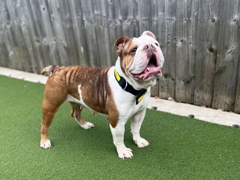 Daisy, female 6yo English Bulldog for adoption at Dogs Trust Cardiff, Cardiff