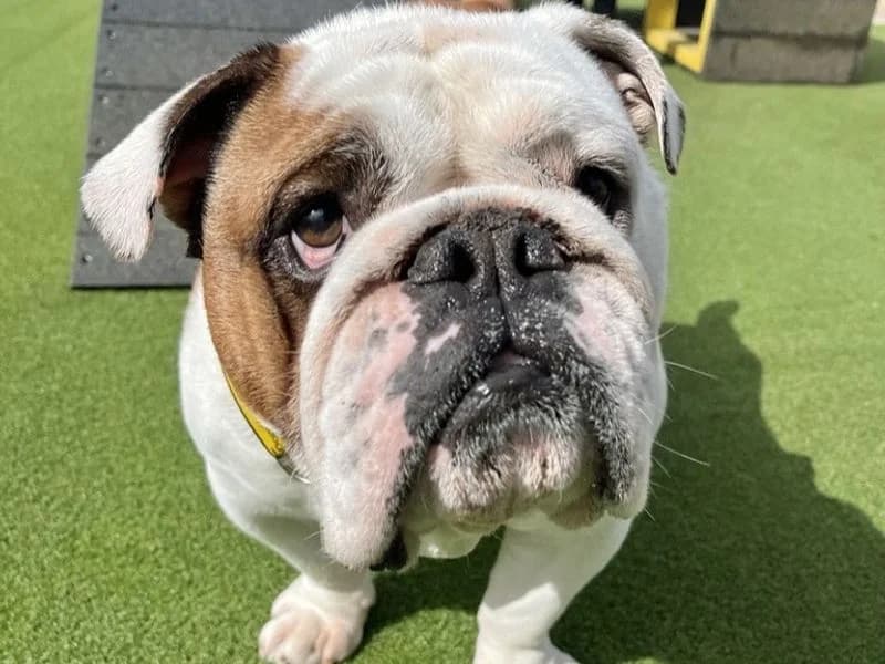 Spud, male 5yo English Bulldog for adoption at Dogs Trust Ballymena, Ballymena