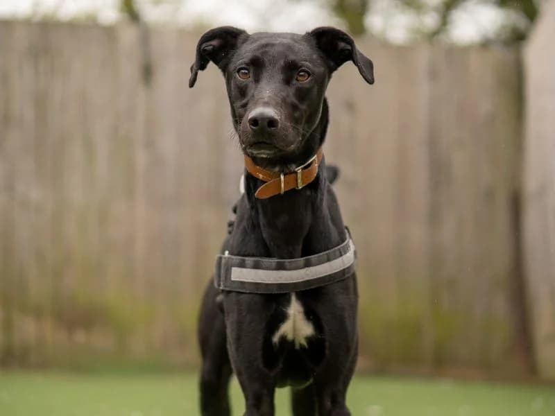 Walker, male 3yo Lurcher for adoption at Dogs Trust Kenilworth, Kenilworth