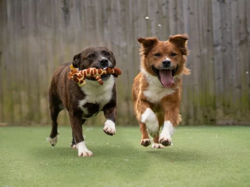 Nancy, Border Collie (Dogs Trust Kenilworth)