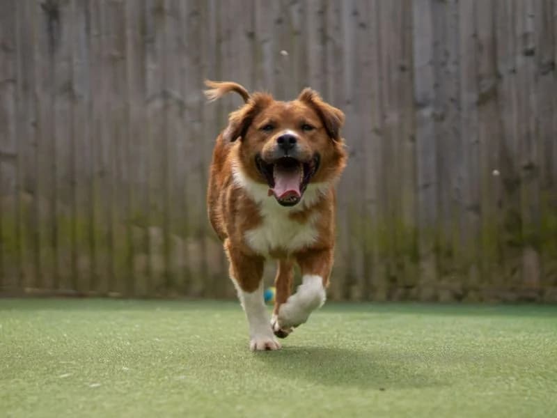 Nancy, female 3yo Border Collie for adoption at Dogs Trust Kenilworth, Kenilworth