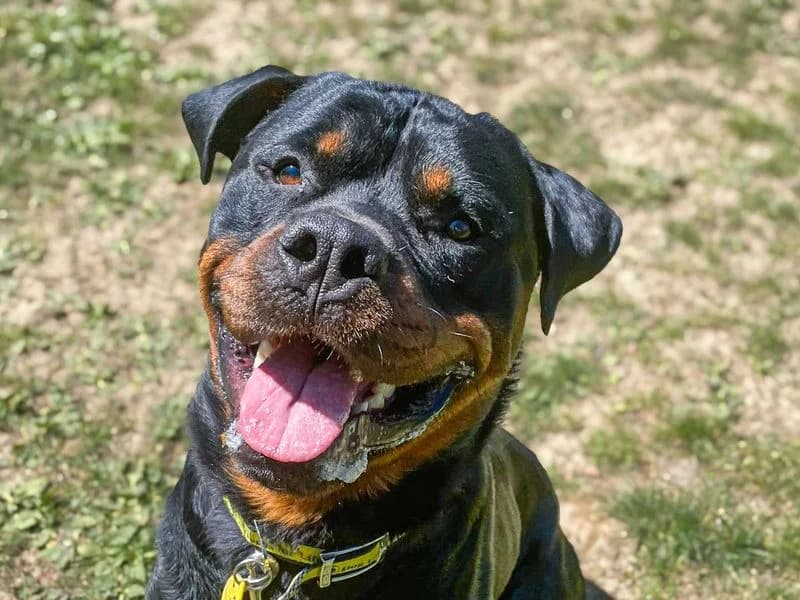 Cash, Rottweiler (Dogs Trust Basildon)