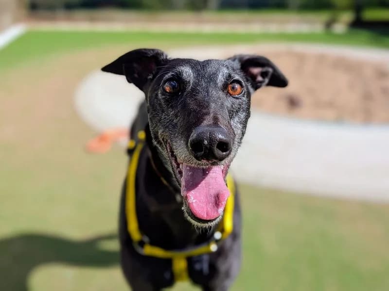 Princess Atta, female 5yo Greyhound for adoption at Dogs Trust Cardiff, Cardiff