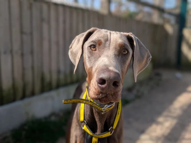 Dobby, male young Doberman for adoption at Dogs Trust Cardiff, Cardiff
