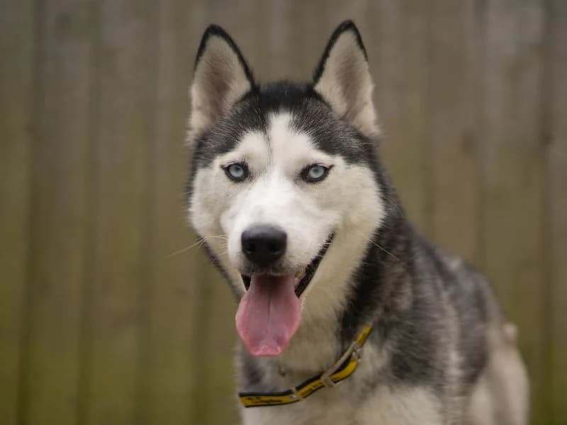 Pandora, female young Husky for adoption at Dogs Trust Kenilworth, Kenilworth