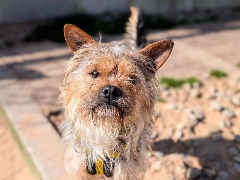 Nigel, male 3yo Yorkshire Terrier for adoption at Dogs Trust Cardiff, Cardiff