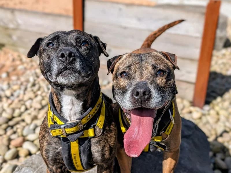 Cassie & Fluke, female 4yo Staffordshire Bull Terrier for adoption at Dogs Trust Cardiff, Cardiff