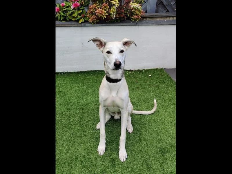 Frank, male puppy Greyhound for adoption at Dogs Trust Leeds, Leeds
