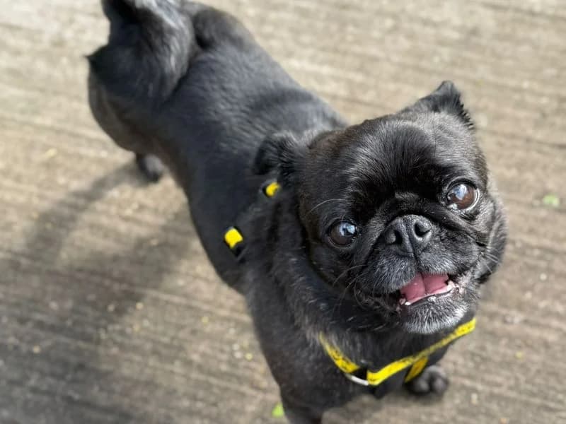 Maisie, male 3yo Pug for adoption at Dogs Trust Shrewsbury, Telford