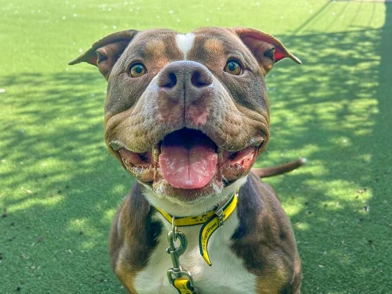 Ty, male 4yo mixed breed for adoption at Dogs Trust Basildon, Wickford