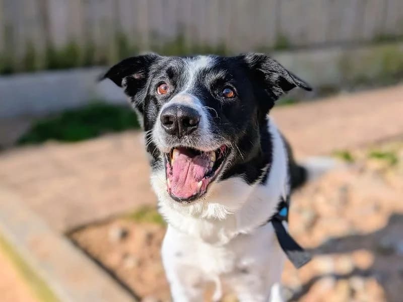 Bryn, Collie (Dogs Trust Cardiff)