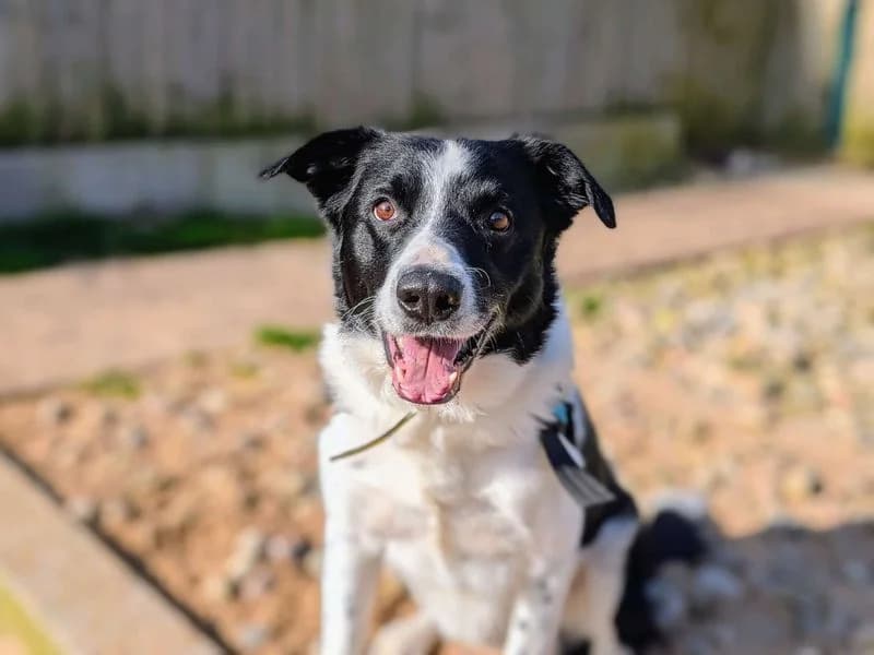 Bryn, male 7yo Collie for adoption at Dogs Trust Cardiff, Cardiff