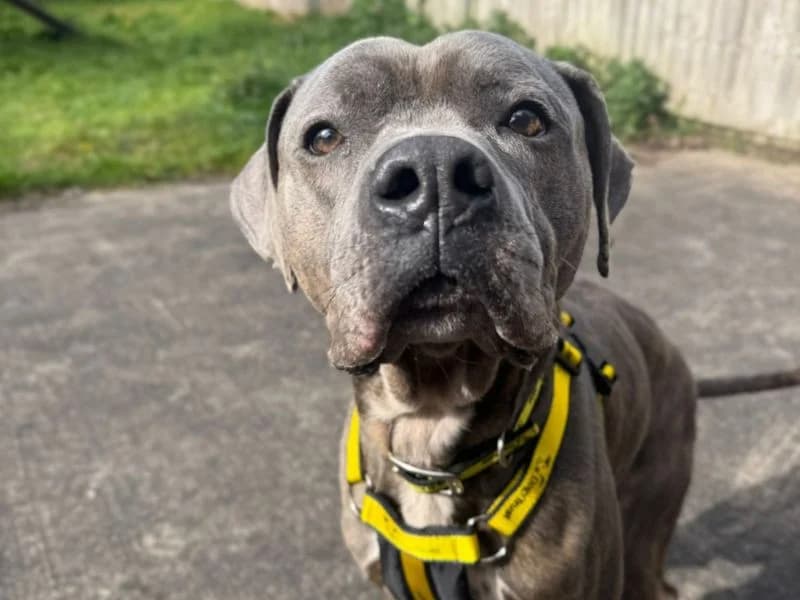 Atlas, male Staffordshire Bull Terrier for adoption at Dogs Trust Shrewsbury, Telford