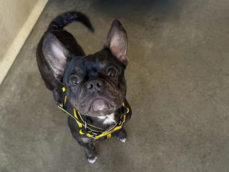 Fenris, male young English Bulldog for adoption at Dogs Trust Basildon, Wickford