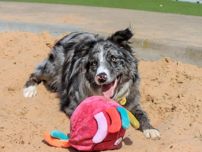 Mojo, male young Border Collie for adoption at Dogs Trust Evesham, Evesham