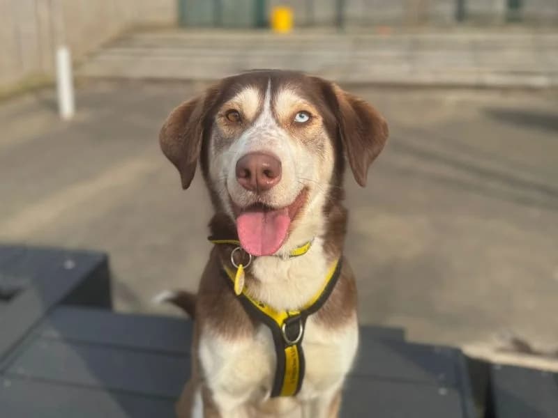 Ruby, Husky (Dogs Trust Harefield)