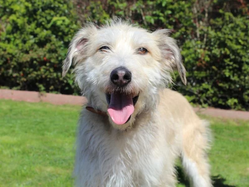 Gladys, female 3yo Lurcher for adoption at Dogs Trust Darlington, Sadberge