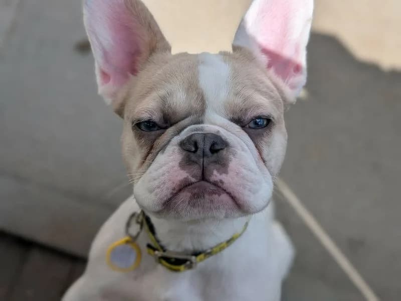 Maple, female puppy English Bulldog for adoption at Dogs Trust Evesham, Evesham